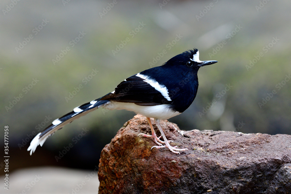 白冠叉尾鸟（Enicurus leschenaulti）以巨大的条纹尾巴惊艳黑白相间的鸟类