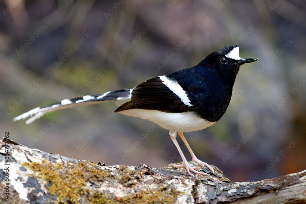 白冠叉尾（Enicurus leschenaulti）美丽的黑白相间的鸟，有美丽的长ta