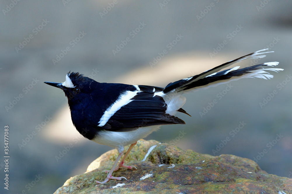 White-crowned Forktail (Enicurus leschenaulti) beautiful black and white bird with beautiful long ta