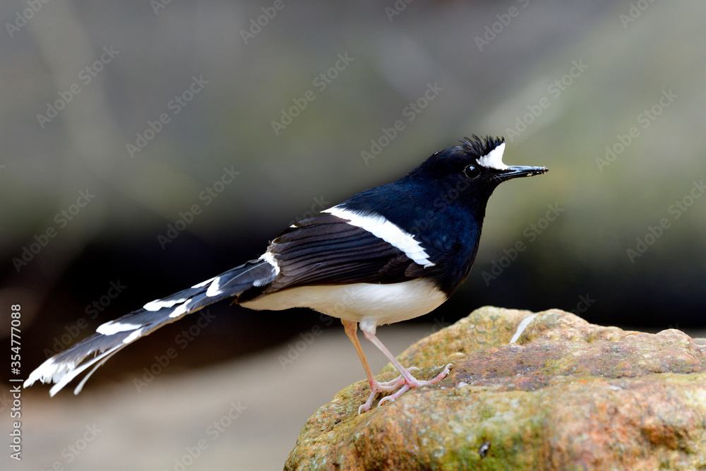 White-crowned Forktail (Enicurus leschenaulti) beautiful black and white bird with fine long tail ma