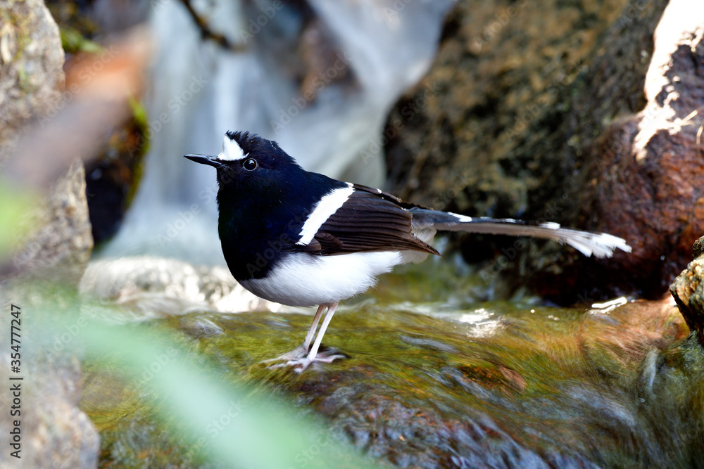 White-crowned Forktail (Enicurus leschenaulti) exotic black and white bird with nice long tail stand