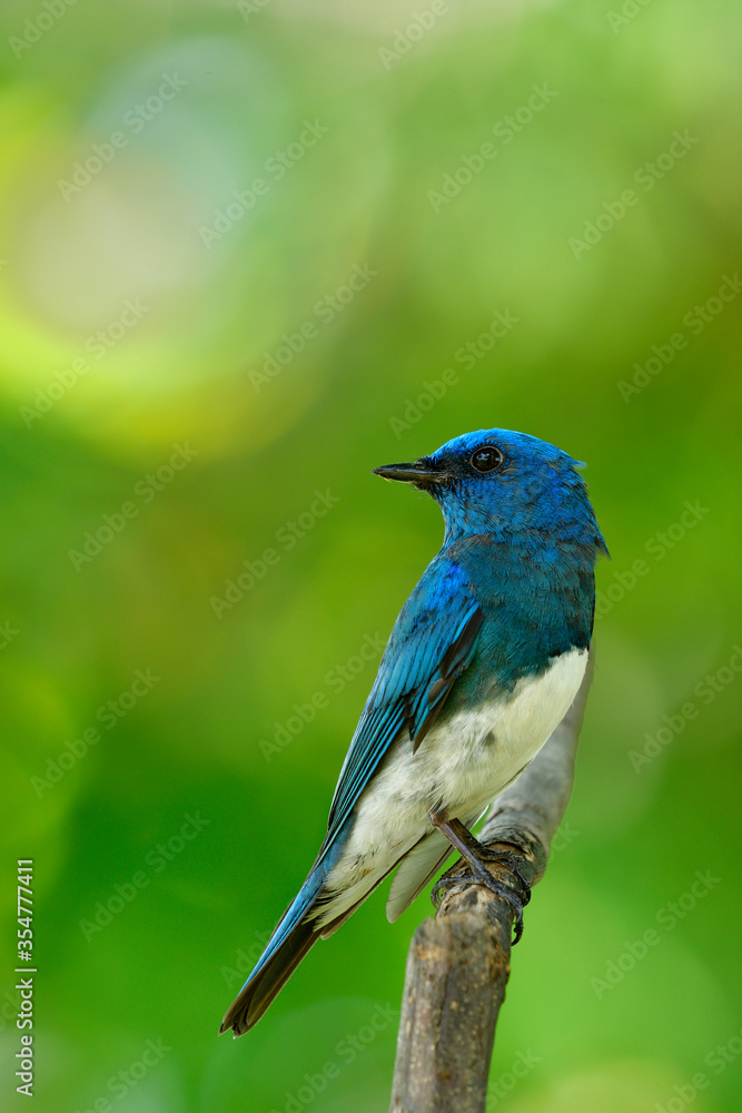 Zappey捕蝇草（Cyanoptila cumatilis）惊艳了栖息在木头上的亮蓝色白腹鸟