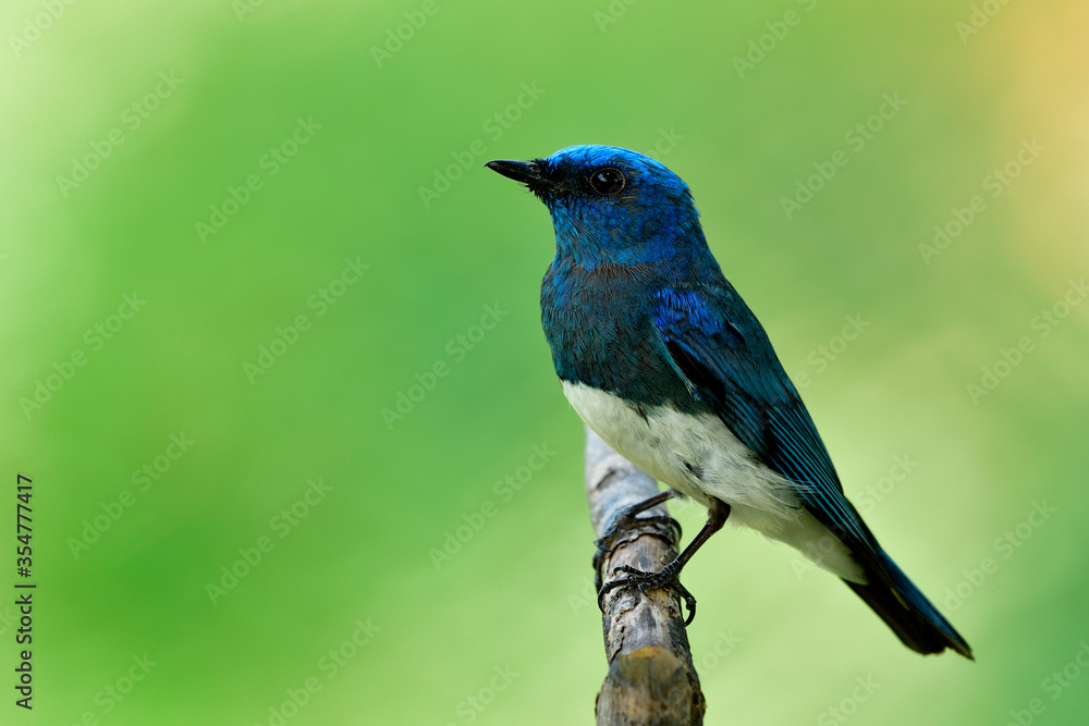 Zappey捕蝇草（Cyanoptila cumatilis）栖息在木头上的白色腹部的奇异亮蓝色鸟类