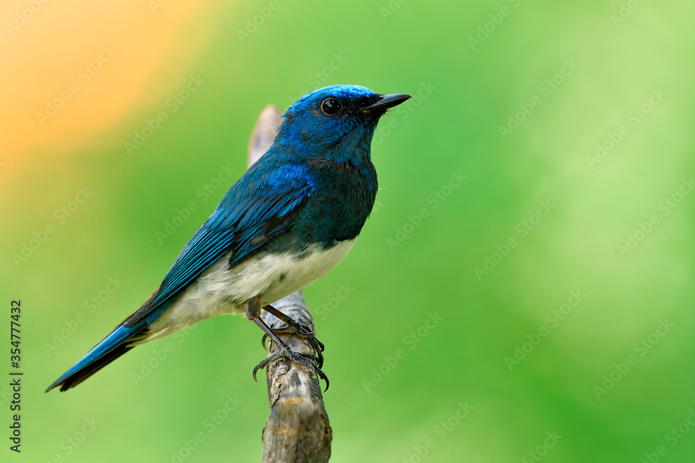 Zappey flycatcher (Cyanoptila cumatilis) fascinated bright blue bird with white belly perching on 