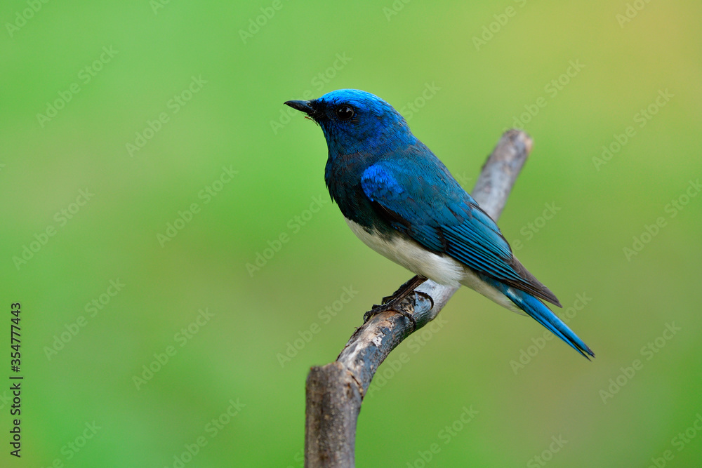 Zappey捕蝇草（Cyanoptila cumatilis）栖息在木头上的可爱的亮蓝色白腹鸟