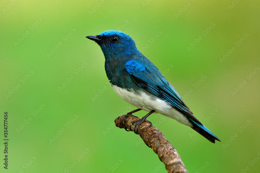 Zappey捕蝇草（Cyanoptila cumatilis）栖息在一只漂亮的亮天鹅绒蓝色鸟上，有白色的腹部