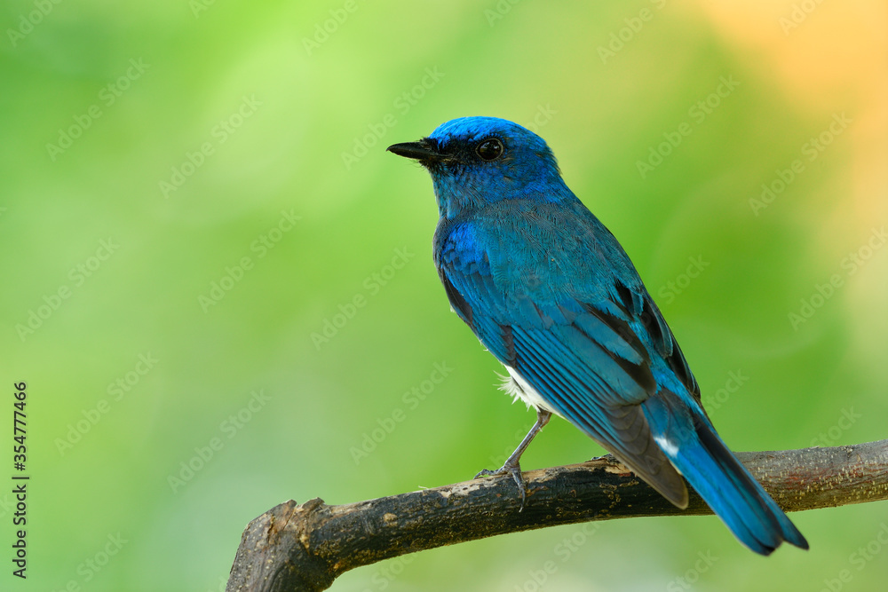 Zappey flycatcher (Cyanoptila cumatilis) nice bright velvet blue bird with white belly perching on