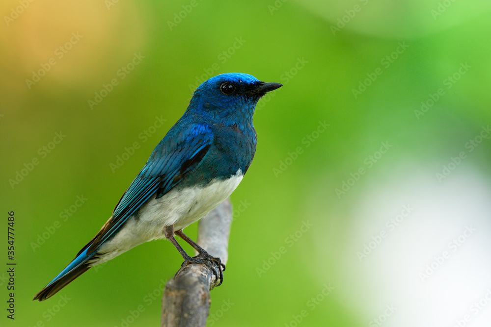 Zappey捕蝇草（Cyanoptila cumatilis）栖息在一只漂亮的亮天鹅绒蓝色鸟上，有白色的腹部