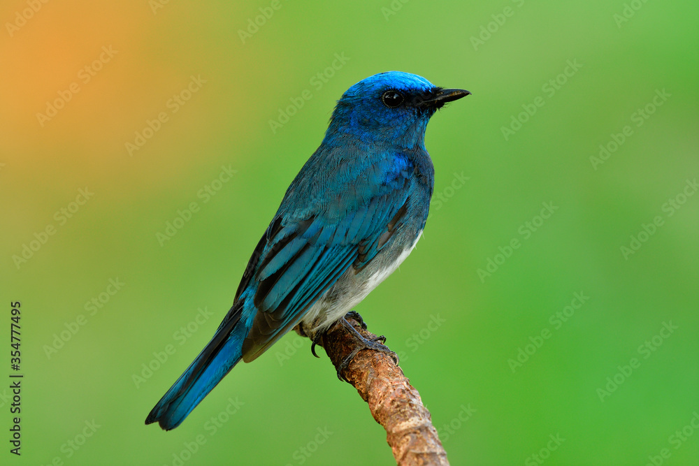 Zappey flycatcher (Cyanoptila cumatilis) nice bright velvet blue bird with white belly perching on