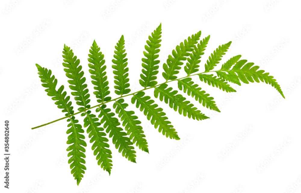 fern leaf isolate on white background