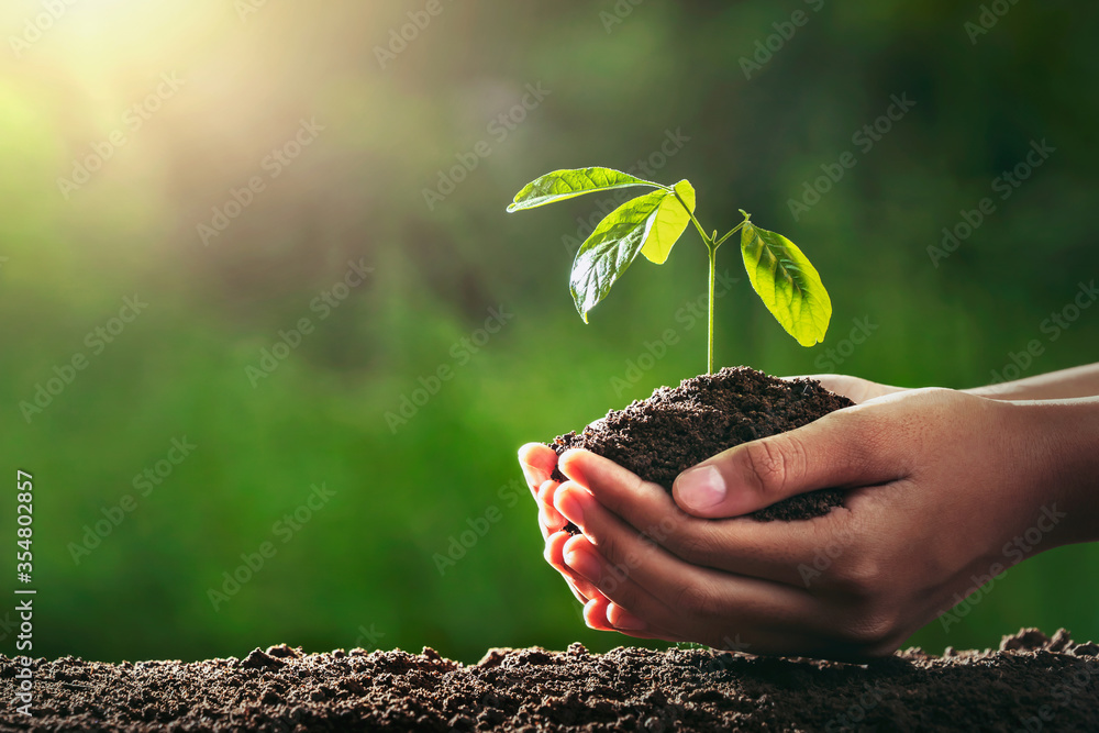 hand holding small tree for planting in gardren. concept green world