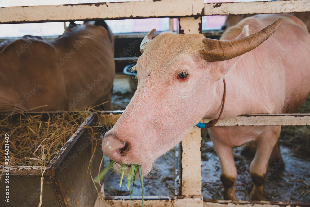 Close-up of a albino buffalo eating grass