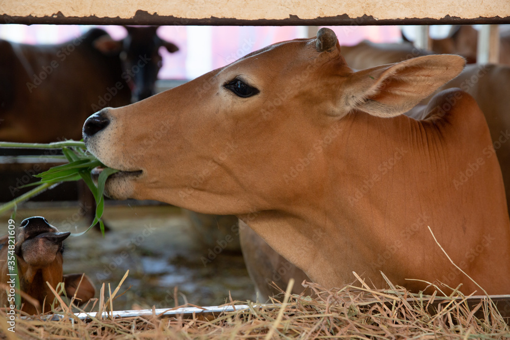 A close up of a brown cow eating grass