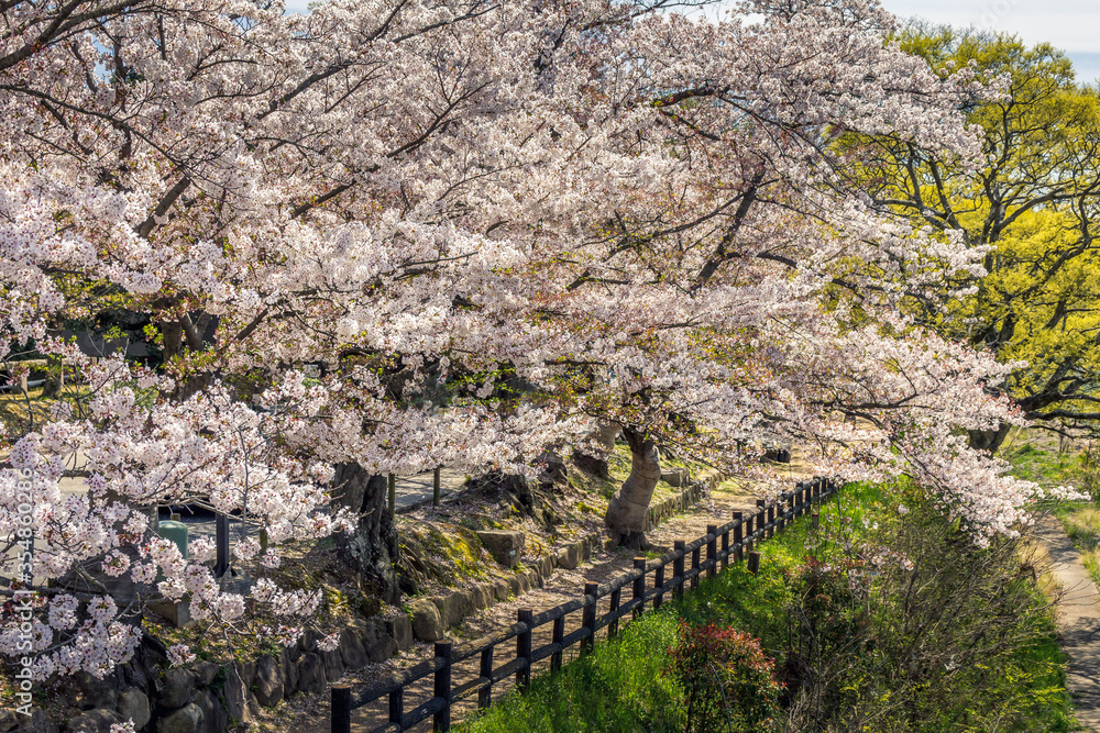 日本姬路市公园里春天的樱花