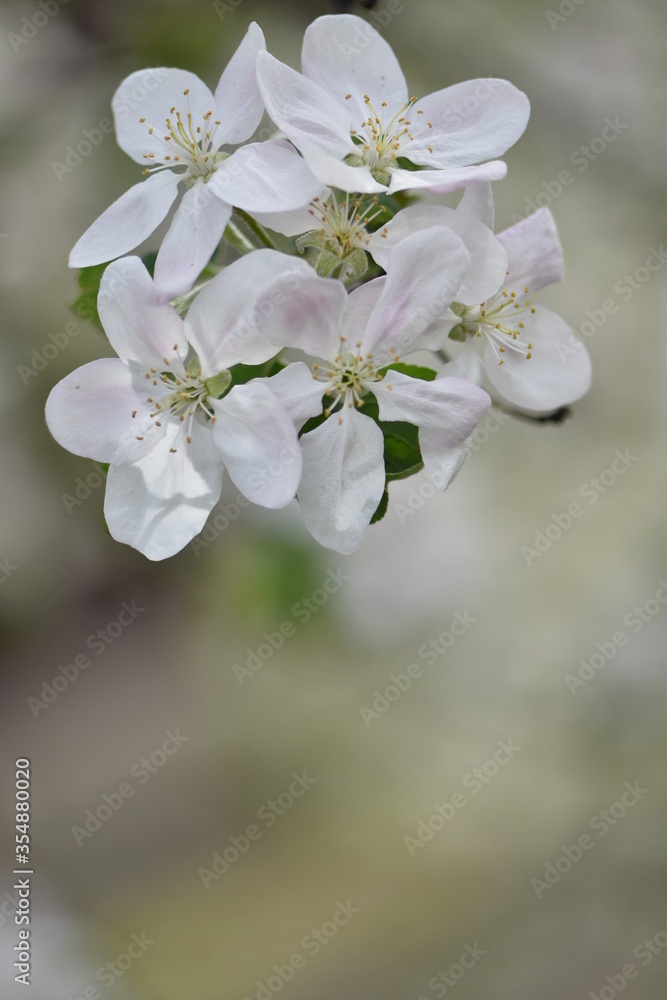 苹果园春季开花特写