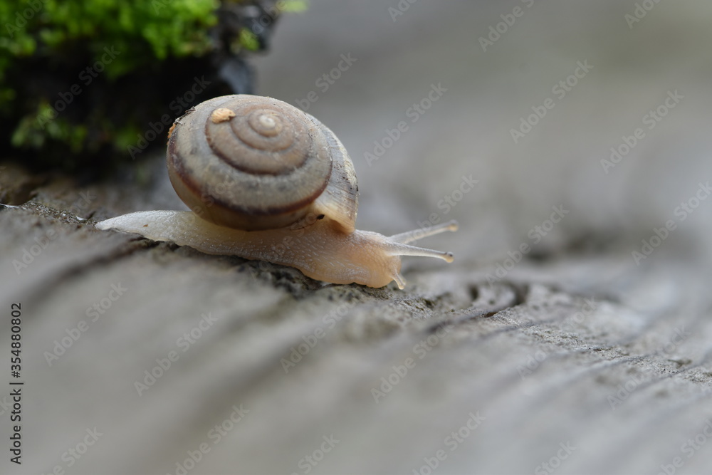 一只花园里的小蜗牛在一块旧木板上爬行