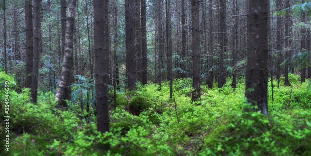 夏季森林全景。森林中的新鲜植物。自然背景。之后的森林