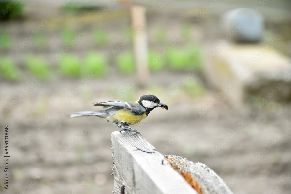 大山雀（Parus major）是山雀科的一种雀形目鸟类，采集和采集山雀。