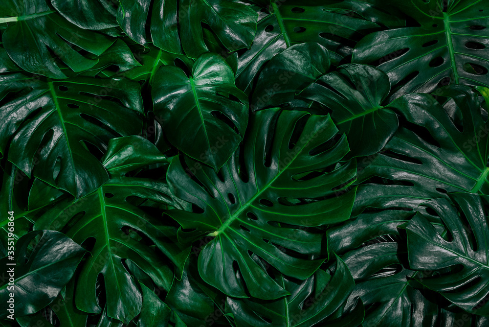 leaves of Spathiphyllum cannifolium, abstract green texture, nature background, tropical leaf 