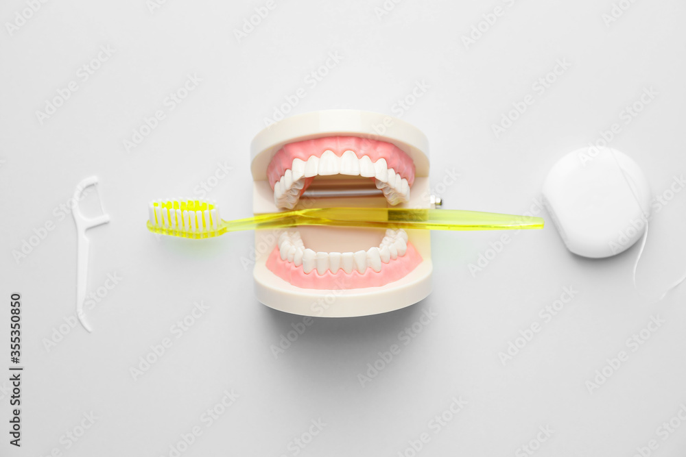 Model of jaw with toothbrush and dental floss on white background