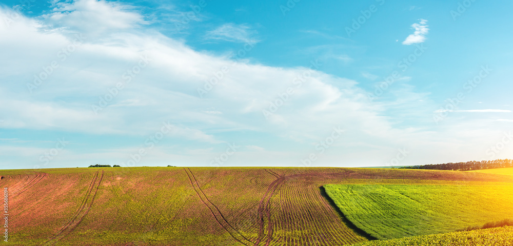 green agricultural field of sprouted young wheat on private agricultural land with trees on the hori