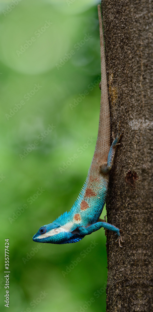 Beautiful long tail clawling lizard heading downward from tree, Blue-crested or Indo-Chinese Forest 