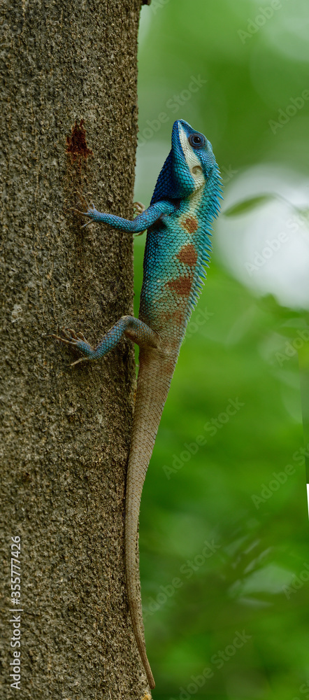 Beautiful bright blue head and red dots  on its body with shorten tail, Blue Crested Lizard (Calotes