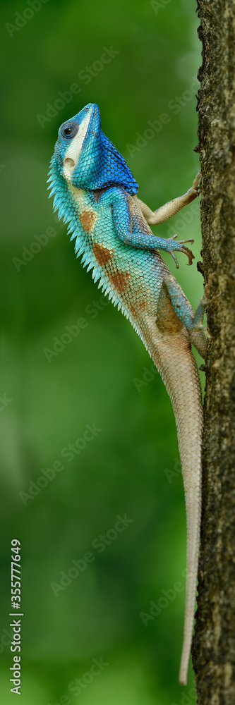 蓝冠蜥蜴（Calotes mystaceus）栖息在树上时，能以自豪的姿态变化。