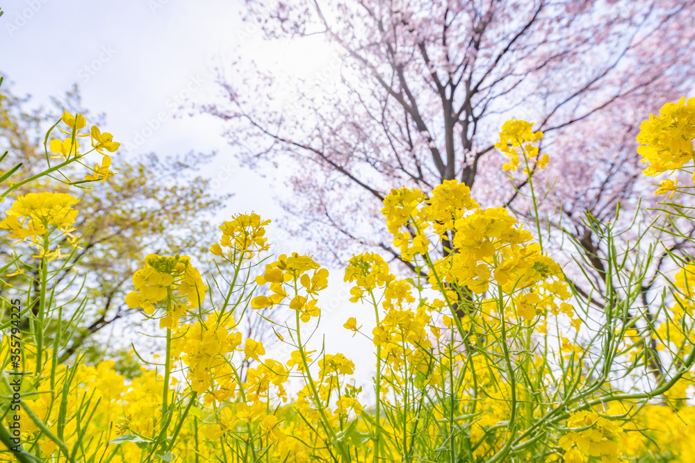 風に揺れる菜の花と桜