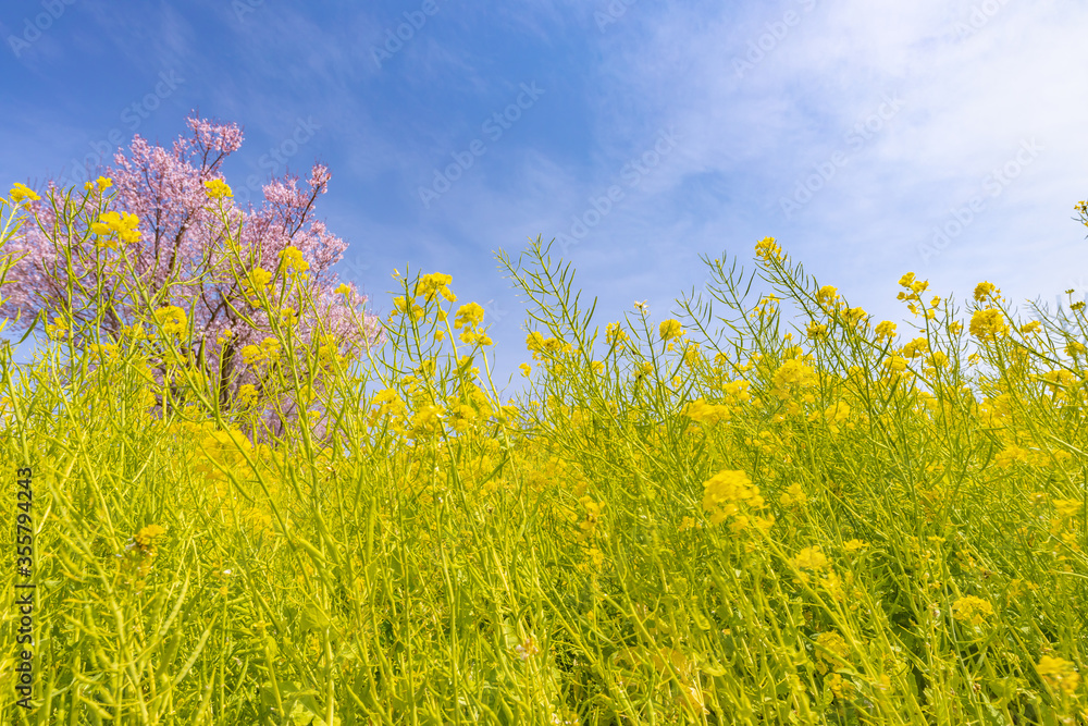 風に揺れる菜の花と桜