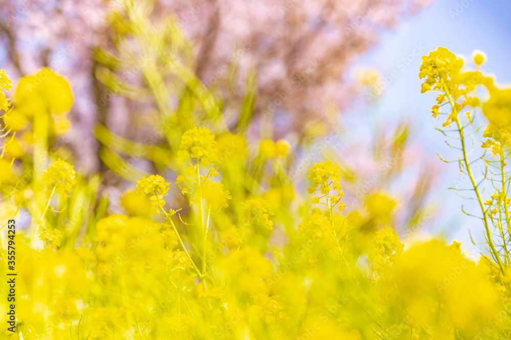 風に揺れる菜の花