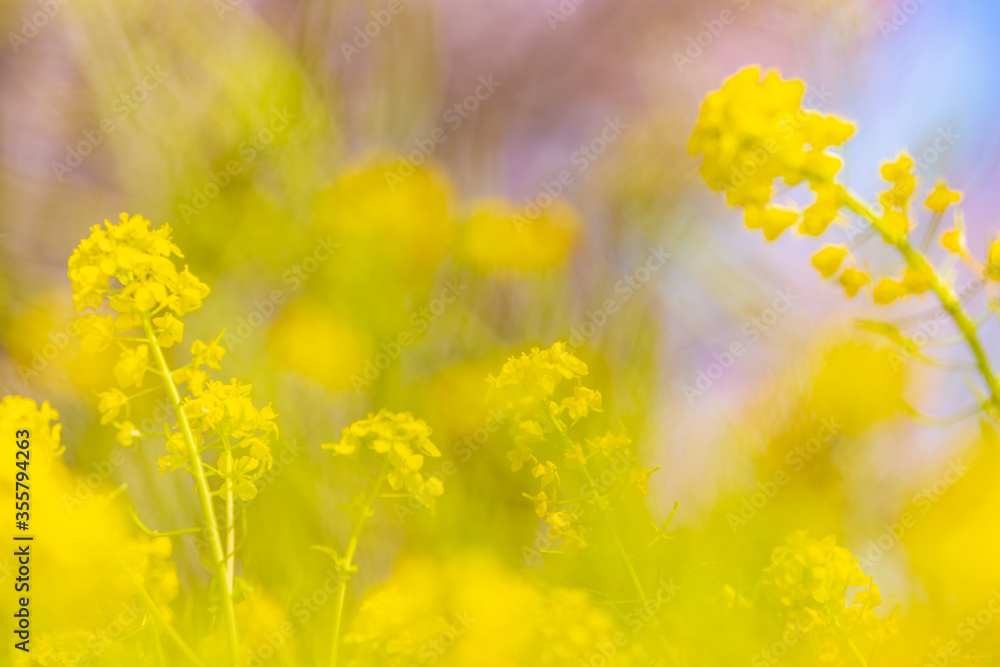 風に揺れる菜の花