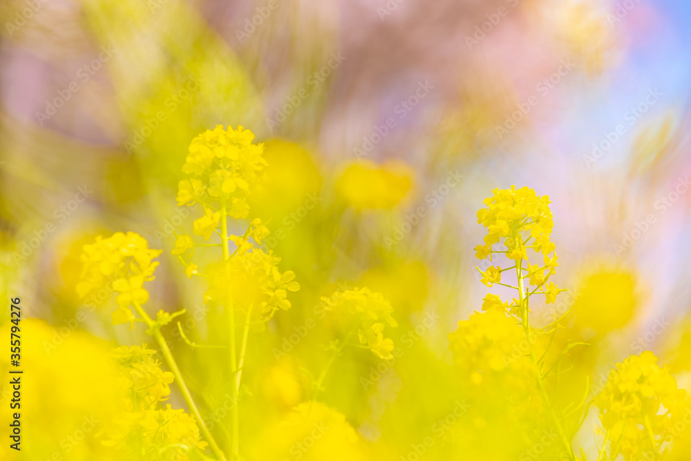 風に揺れる菜の花