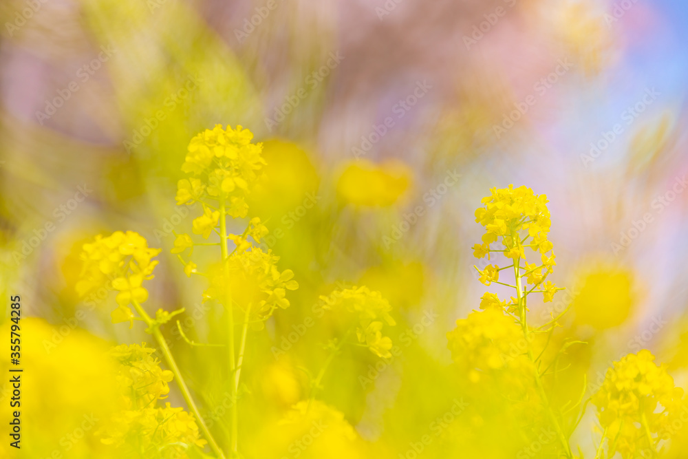 風に揺れる菜の花