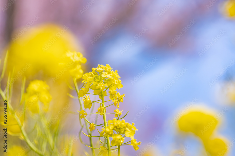 風に揺れる菜の花