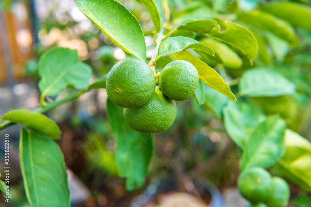 Fresh green lemon tree