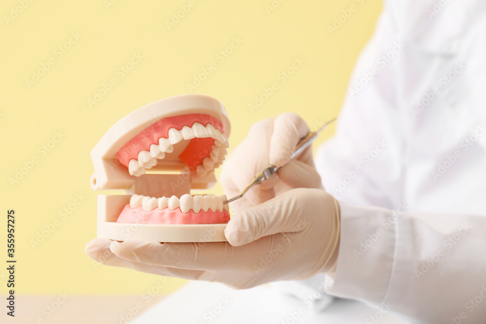 Female dentist with model of jaw and tool, closeup