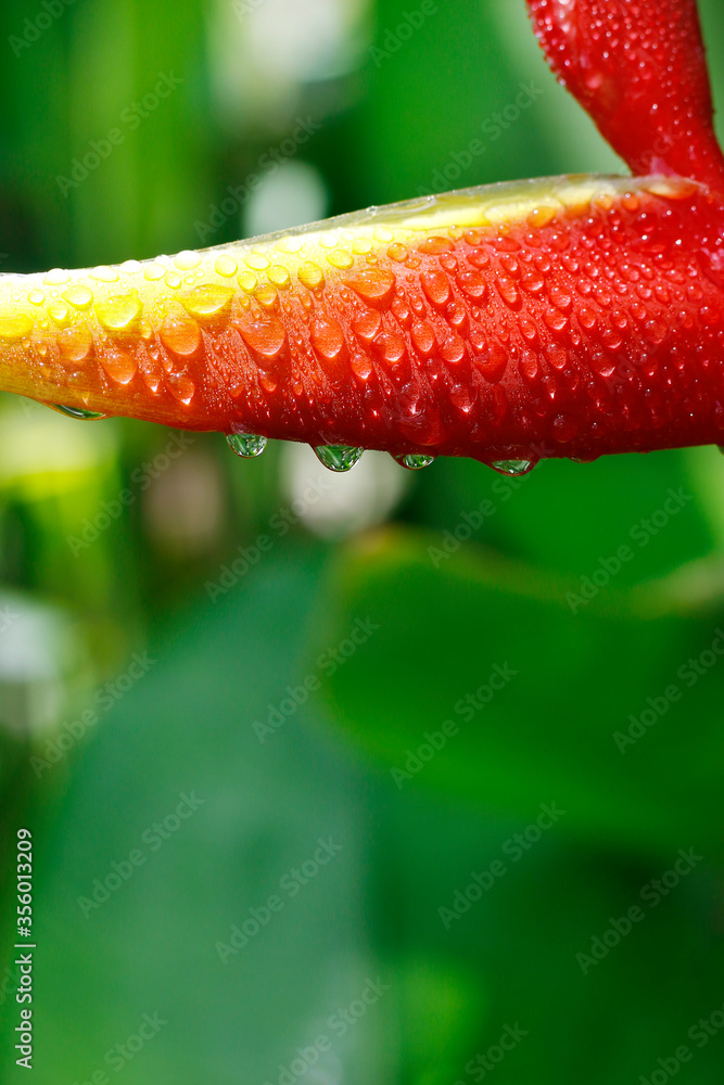 雨后热带雨林中的螺旋花