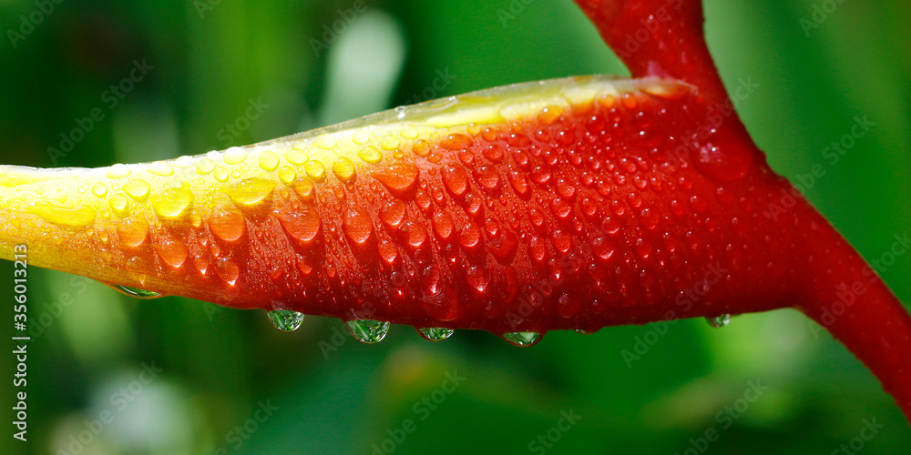 雨后雨林中的螺旋花