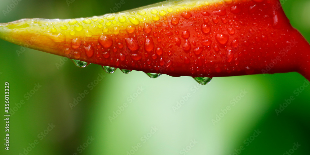 雨后雨林中的螺旋花