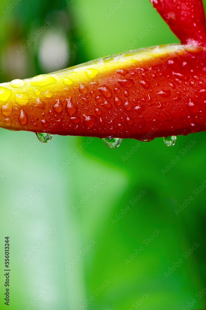 雨后雨林中的螺旋花