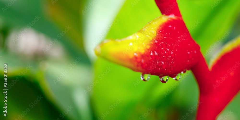 雨后雨林中的螺旋花