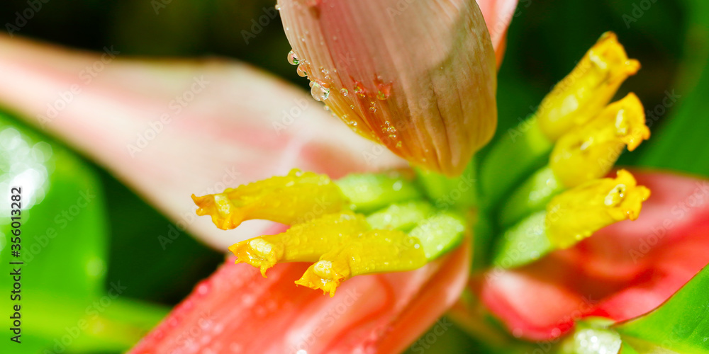 close up of banana flower in the rainforest