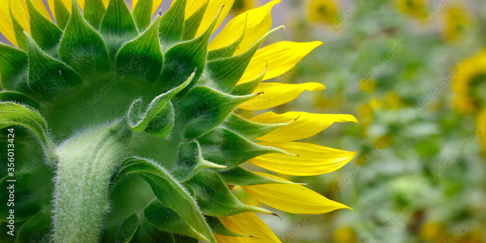 close up of sunflower in a field 