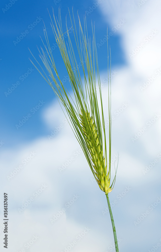 Close up of young green wheat on the field