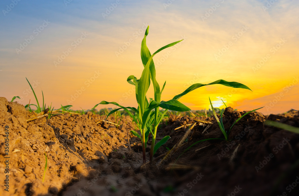 Maize seedling in the agricultural garden with the sunset