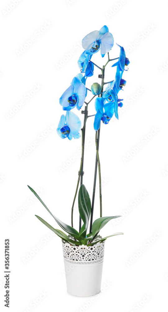 Beautiful orchid plant on white background