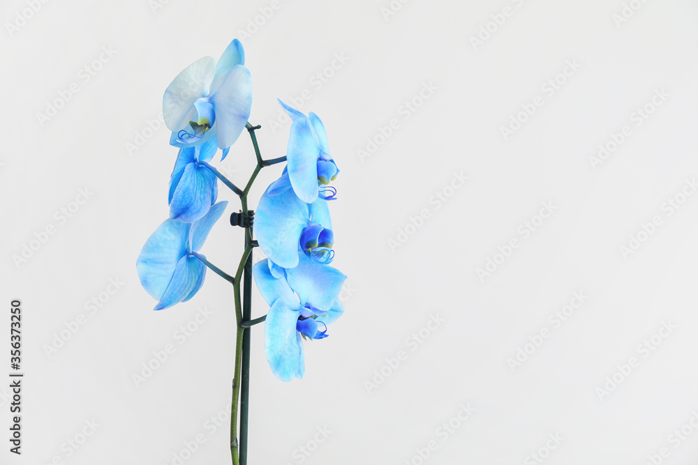 Beautiful orchid flowers on light background