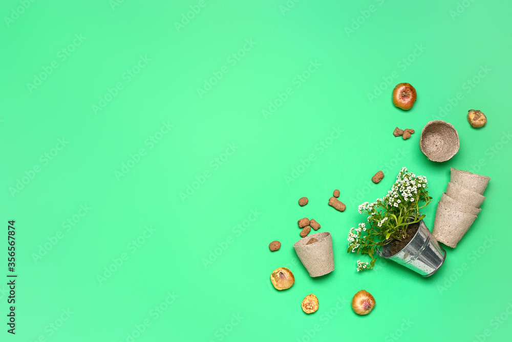 Plant with pots and bulbs on color background