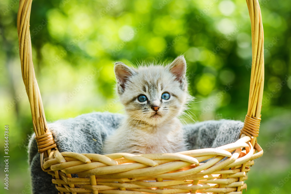 花园特写中篮子里有蓝色ayes的小猫。动物宠物摄影